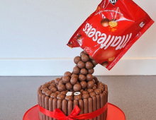 Adult-maltesser