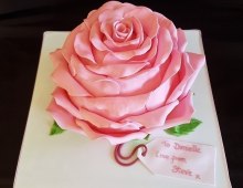 Pink-Rose-bc